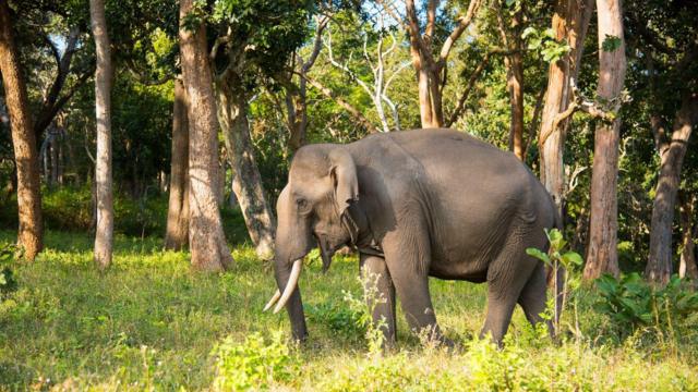 யானை வழித்தடத்தில் உள்ள விடுதி