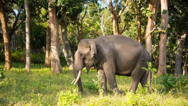 யானை வழித்தடத்தில் உள்ள விடுதி