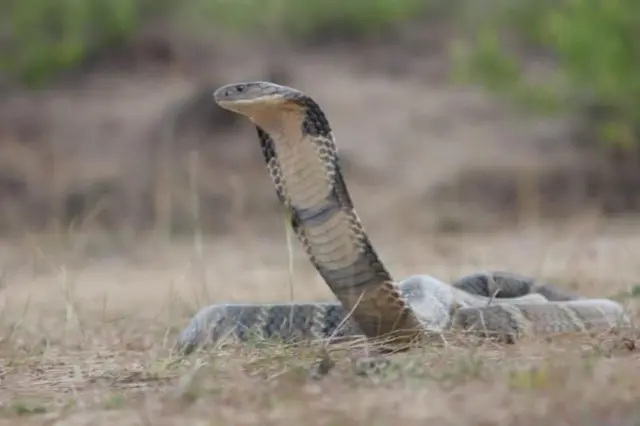 બીબીસી ગુજરાતી, સાપ, ગુજરાત, પ્રાણીઓ