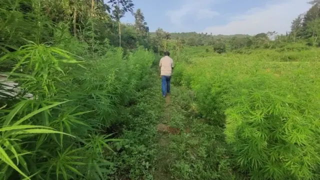 ఆంధ్ర-ఒడిశా బోర్డర్‌లో గంజాయి సాగు