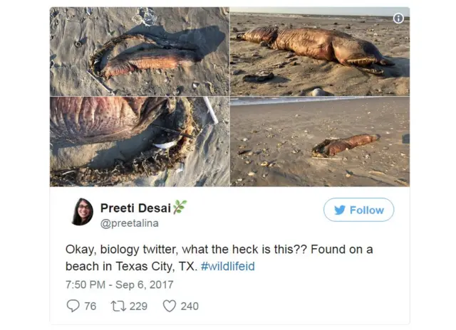 Tuit de la mujer que encontró el animal