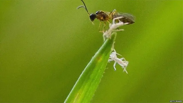 బయోకంట్రోల్ విధానం తెగుళ్ల మూలాల్లోకి వెళ్లగలిగే అవకాశాన్ని ఇస్తుంది