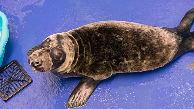 hi2018【STORM SEAL】DUDLEY WITH FUR _99475841_ted27122017101.jpg.webp