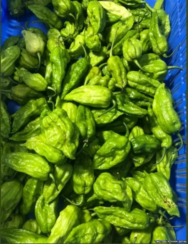 பூத் ஜோலோகியா