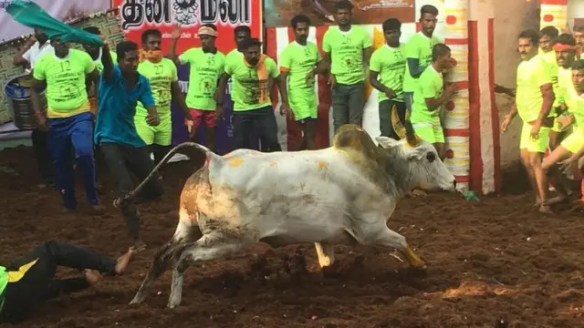 மாடுபிடி வீரர்களிடமிருந்து தப்பியோடும் காளை