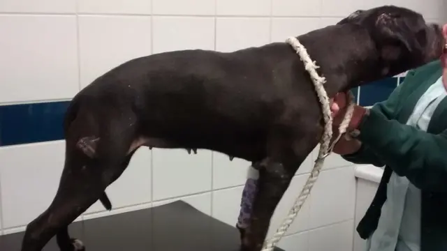 Neil Forrest: Prison for man who kept illegal pit bulls ...