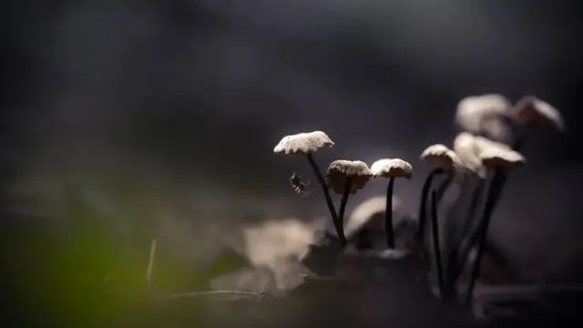 Les champignons sont un aliment fiable qui pousse sans soleil, mais ils présentent des inconvénients.