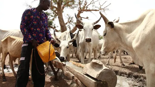 Fulani kan pẹlu awọn ẹran rẹ ti o n fun ni omi mu