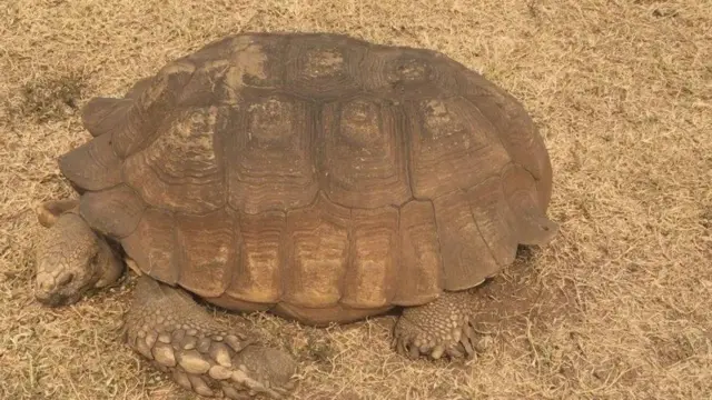 Ijapa to ti le ni odun 343 lafin Soun tilu Ogbomoso - 2/2/2018