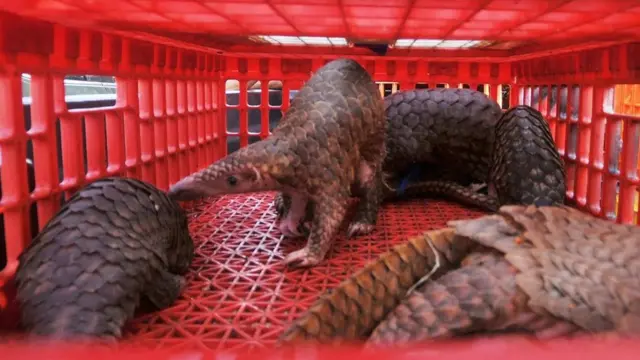 ویروس کرونای جدید شاید از مورچه‌خوار پولک‌دار به انسان منتقل شده باشد که در طب سنتی چینی کاربرد دارد