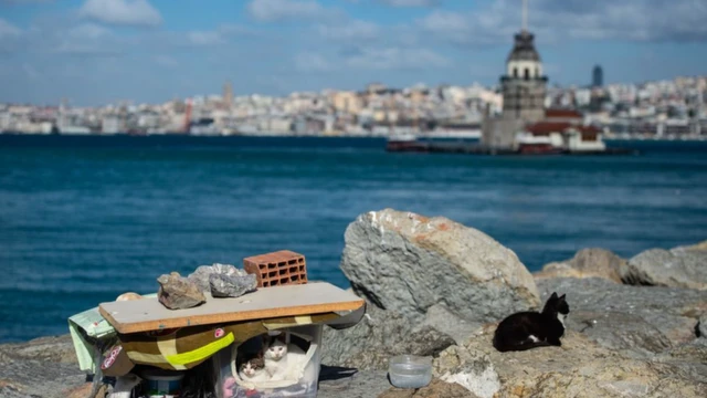 склониште за мачку