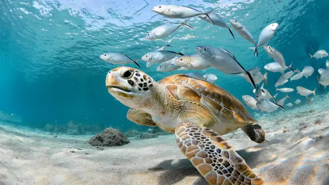 Tortugas y peces en el océano