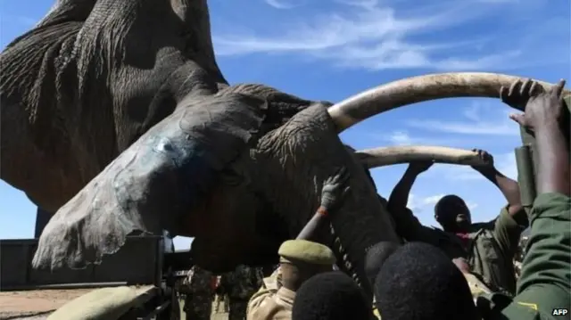 हाथी, केन्या, हाथीदांत, हाथीदांत की तस्करी