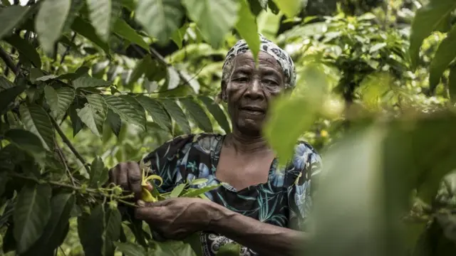 تُزرع أزهار الإيلنغ إيلنغ النادرة على جوانب بركان كارتالا في جزر القمر، ويُستخدم زيتها في صناعة العطور.