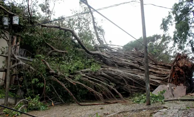 Un árbol desarraigado por la fuerza del huracán Irma en La Habana
