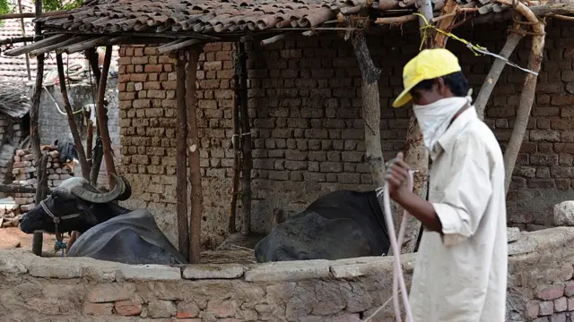 પશુઓ વચ્ચે કામ કરતા એક કામદાર