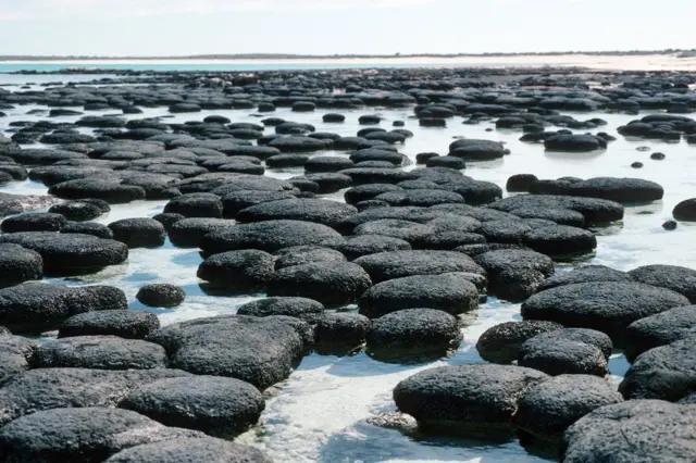 Estromatolitos, Shark Bay
