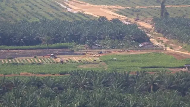 harimau sumatera, konflik harimau manusia, aceh