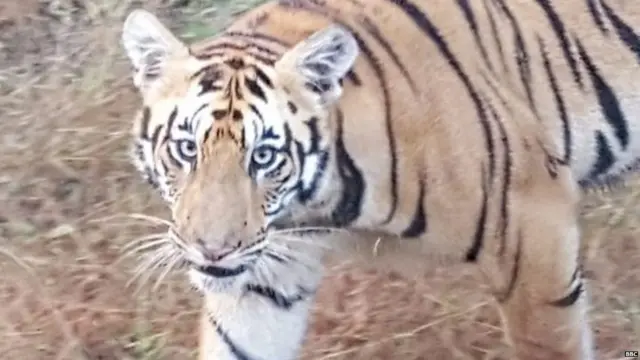 प्रातिनिधिक फोटो