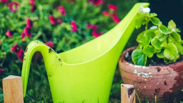 बागवानी