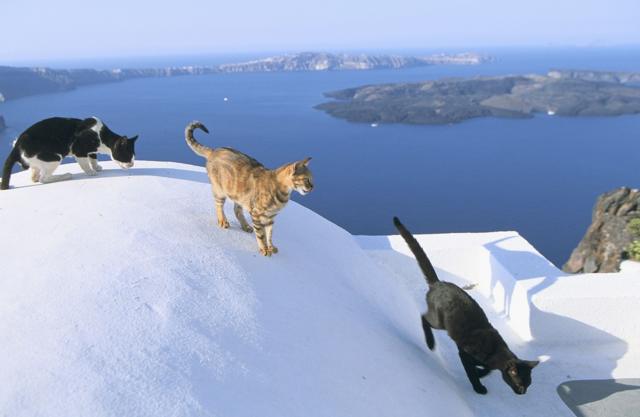 Cats on the roofs in Greece.