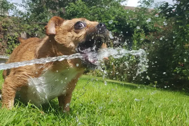 Perra tomando agua