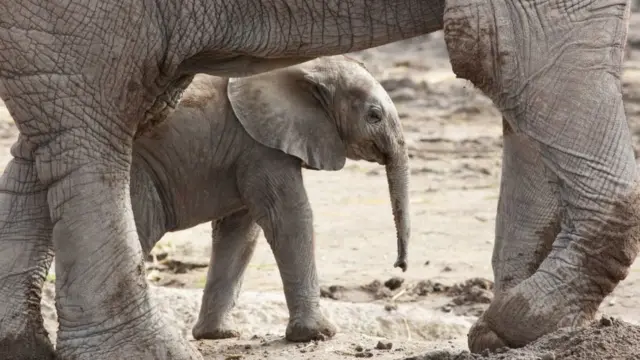 Um elefante filhote da espécie Loxodonta africana