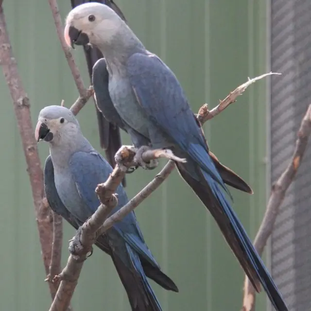 As ararinhas-azuis Carla e Tiago