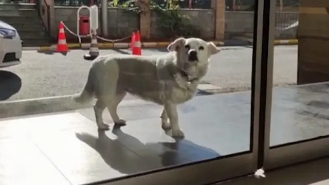 Boncuk is a very good dog!