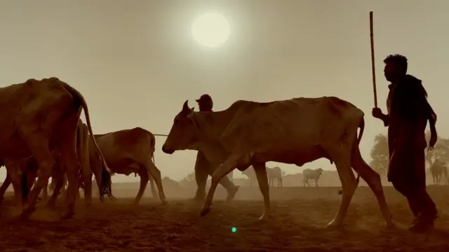 چولستان مویشی