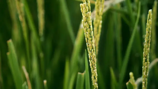 Хорольский район - рисоводческий центр Приморья