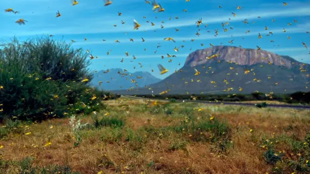 Чегирткелер Чыгыш Африкада январь айында эле өтө көбөйдү