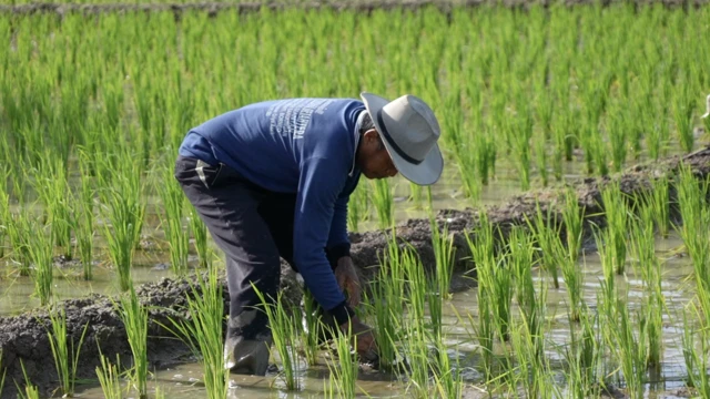 petani perubahan iklim