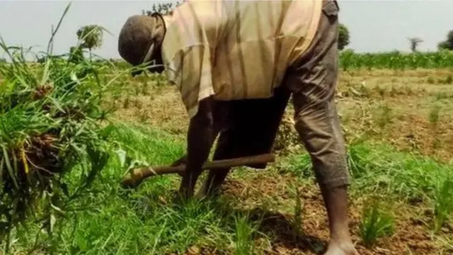 Rice farmers remove weeds on a rice field outside northern Nigerian city of Kano on July 4, 2017.