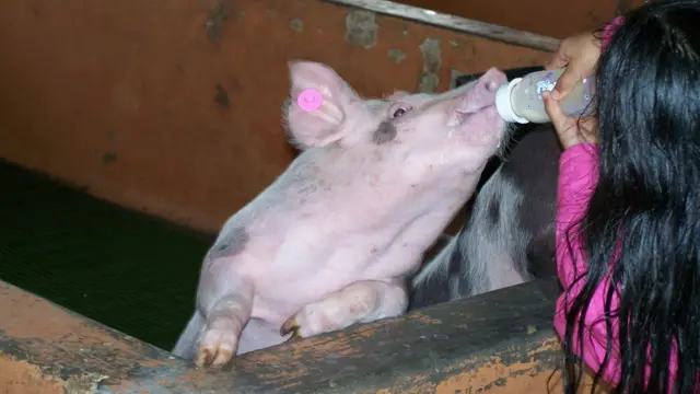 Alimentando a un cerdo con un tetero.