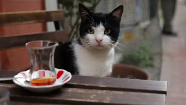 KEDİ belgeselinden bir başka kare