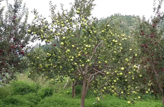 स्याउ बारी