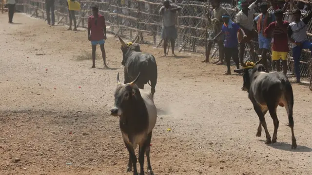 ஜல்லிக்கட்டு