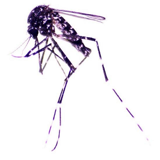 Mosquito Aedes vittatus