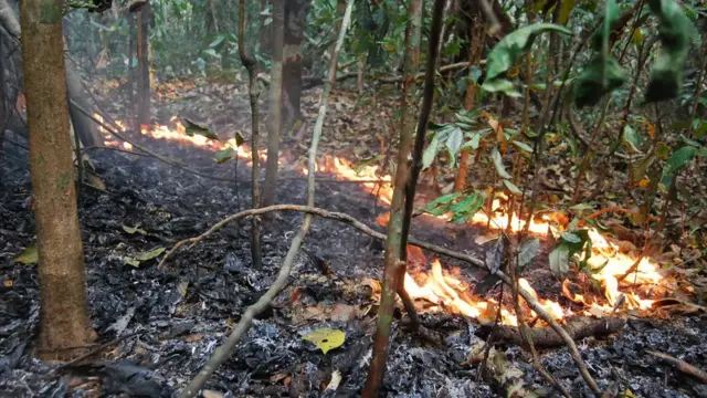 Um incêndio florestal durante o El Niñoicecasino com 25 euro2015