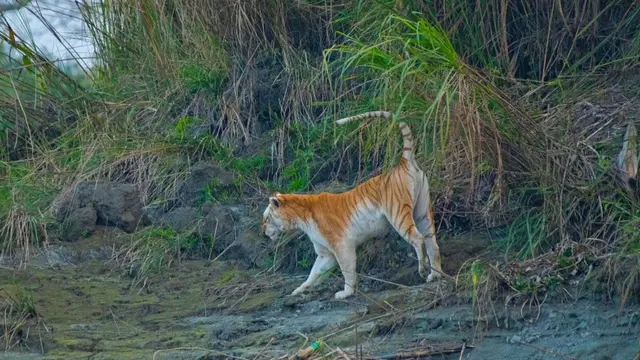 गोल्डन टायगर