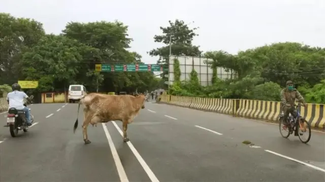 आवरा मवेशी