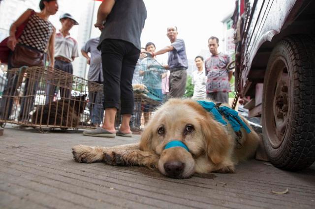 广西自治区的玉林市每年6月都会举行狗肉节。