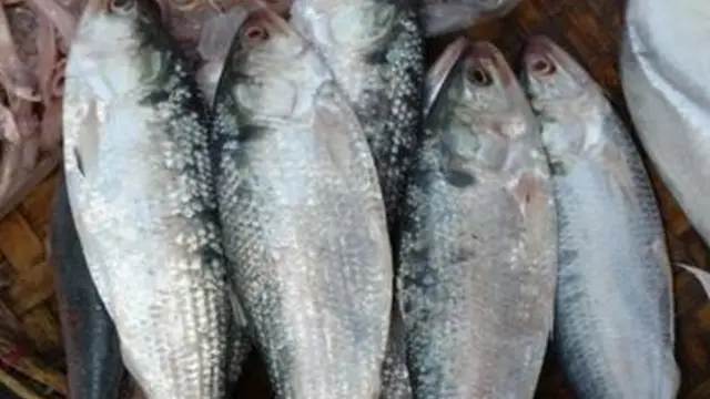 বাংলাদেশ ইলিশ