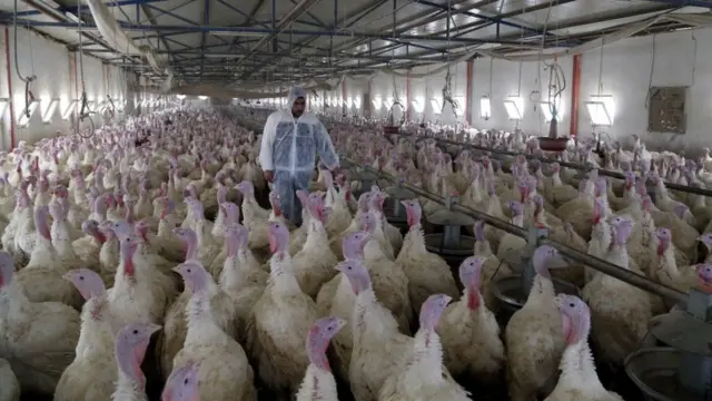 मुर्गी पालन