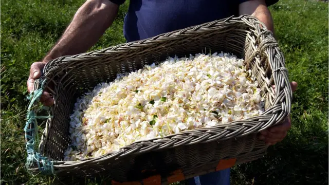 Цветки жасмина