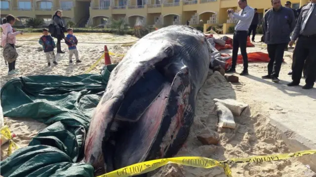 نفوق أحد الحيتان الضخمة قرب سواحل الاسكندرية