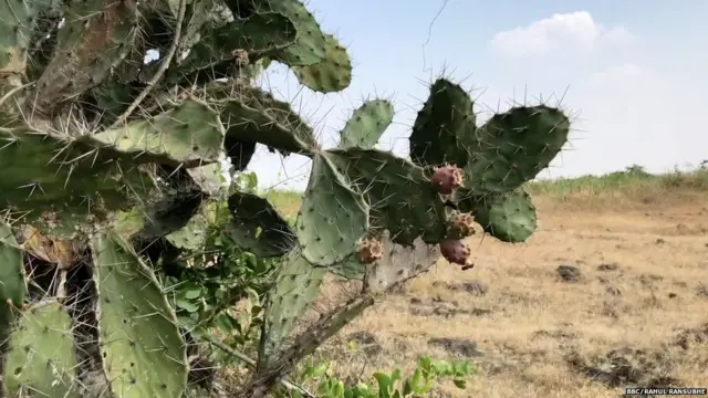 दुष्काळ