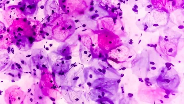 Les cellules sous un microscope