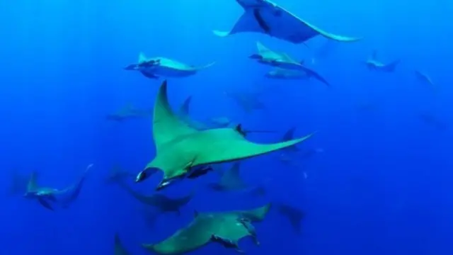 سمك الشفنين